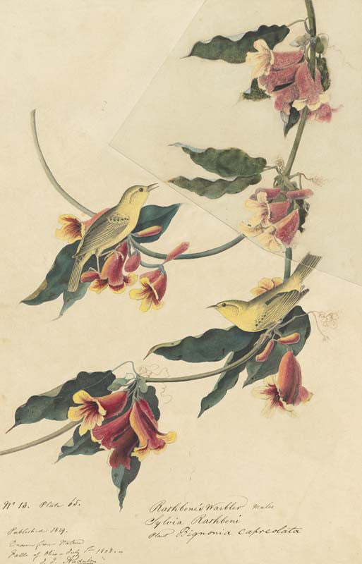 Yellow Warbler, Havell pl. 65