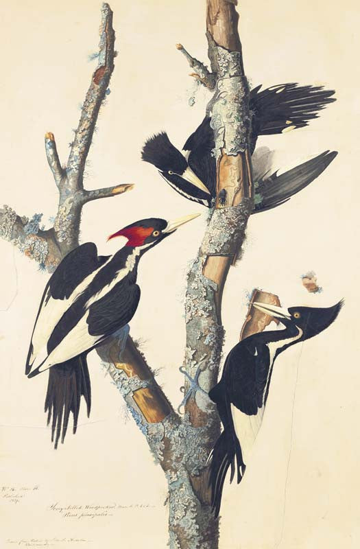 Ivory-billed Woodpecker, Havell pl. 66
