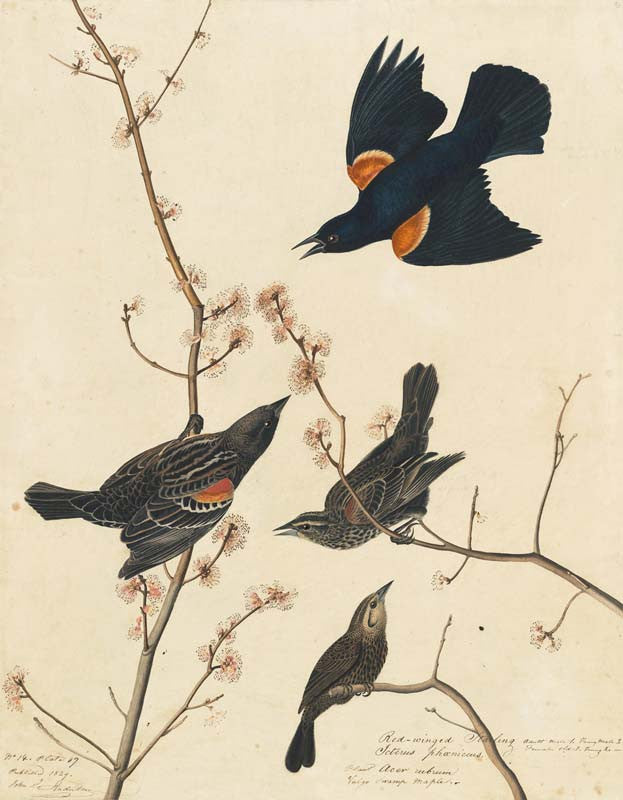 Red-winged Blackbird, Havell pl. 67
