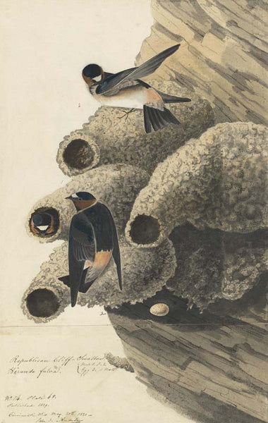 Cliff Swallow, Havell pl. 68