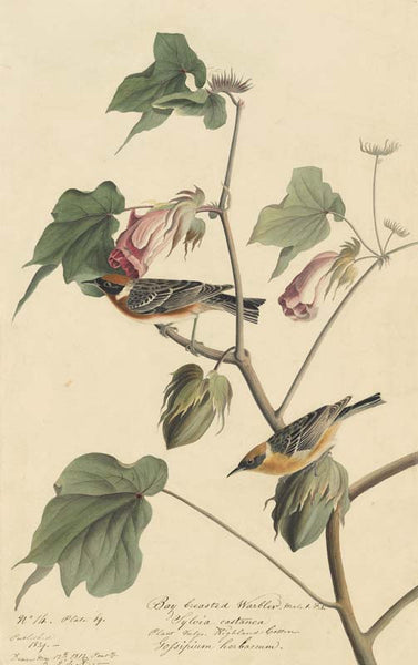 Bay-breasted Warbler, Havell pl. 69