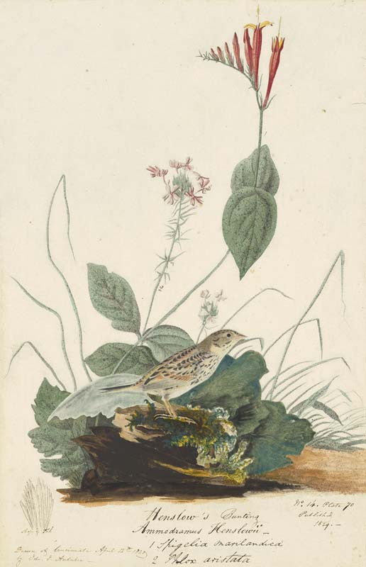 Henslow's Sparrow, Havell pl. 70