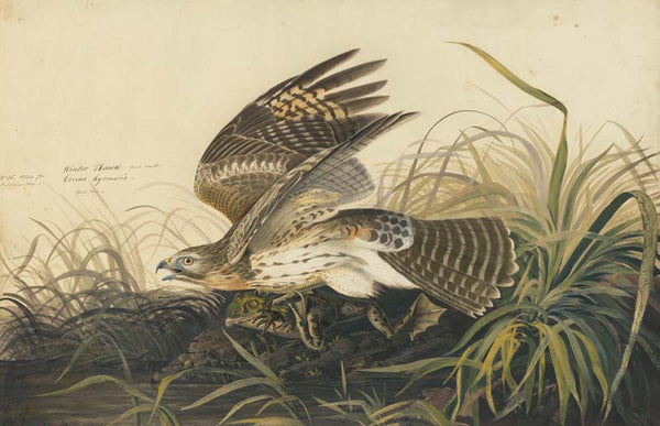 Red-shouldered Hawk, Havell pl. 71