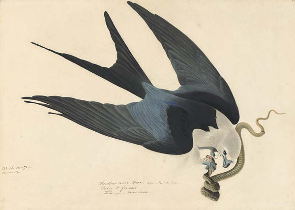 Swallow-tailed Kite, Havell pl. 72