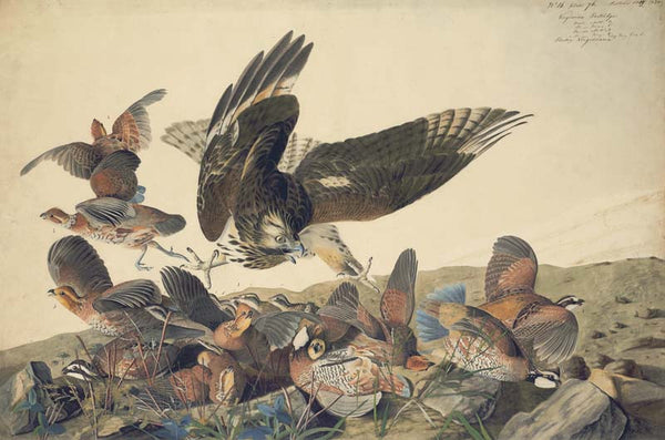 Northern Bobwhite and Red-shouldered Hawk, Havell pl. 76
