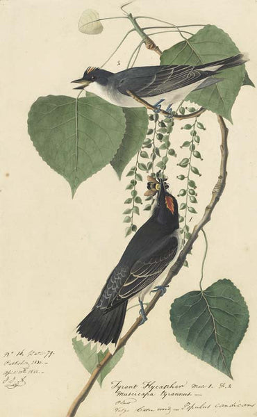 Eastern Kingbird, Havell pl. 79