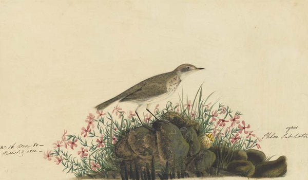 American Pipit, Havell pl. 80