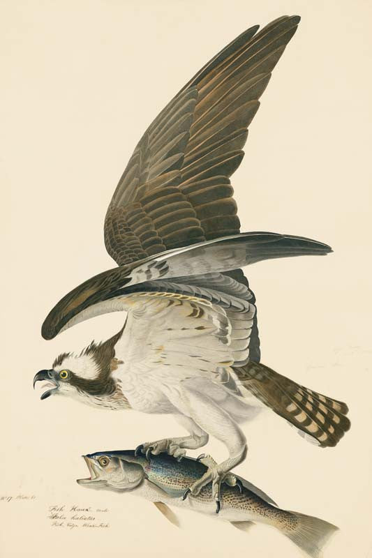 Osprey, Havell pl. 81