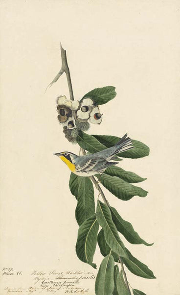 Yellow-throated Warbler, Havell pl. 85