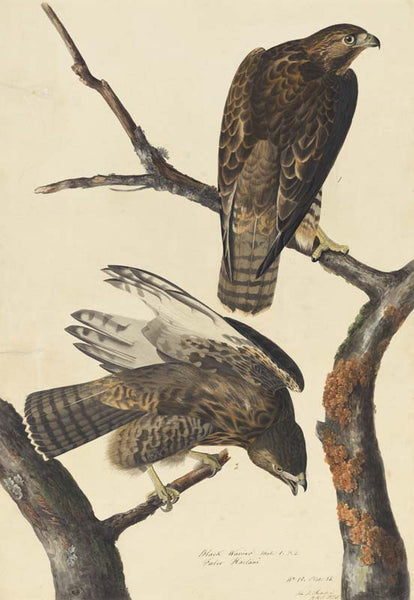 Harlan's Red-tailed Hawk, Havell pl. 86