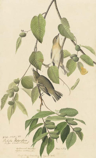 Bay-breasted Warbler, Havell pl. 88
