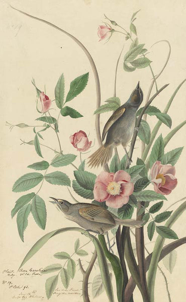 Seaside Sparrow, Havell pl. 93