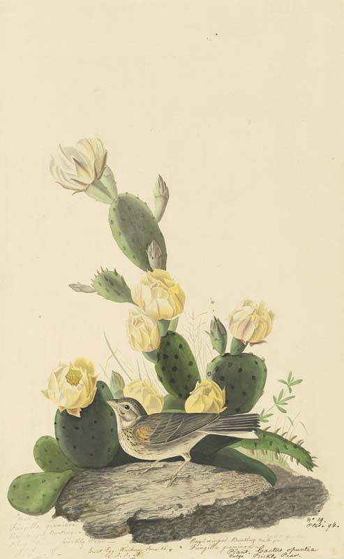 Vesper Sparrow, Havell pl. 94