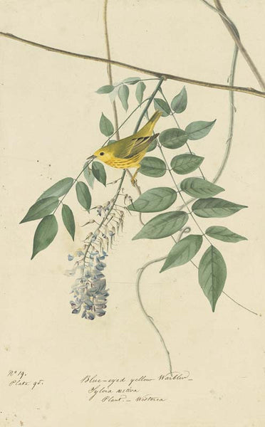 Yellow Warbler, Havell pl. 95