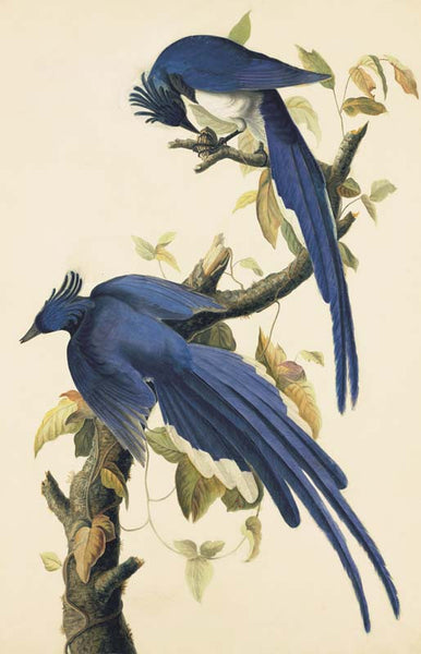 Black-throated Magpie-Jay, Havell pl. 96