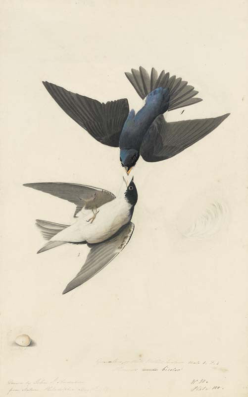 Tree Swallow, Havell pl. 98