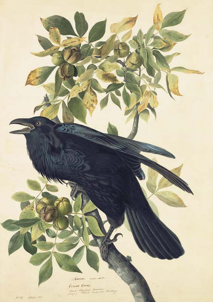 Common Raven, Havell pl. 101