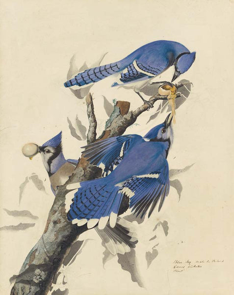 Blue Jay, Havell pl. 102