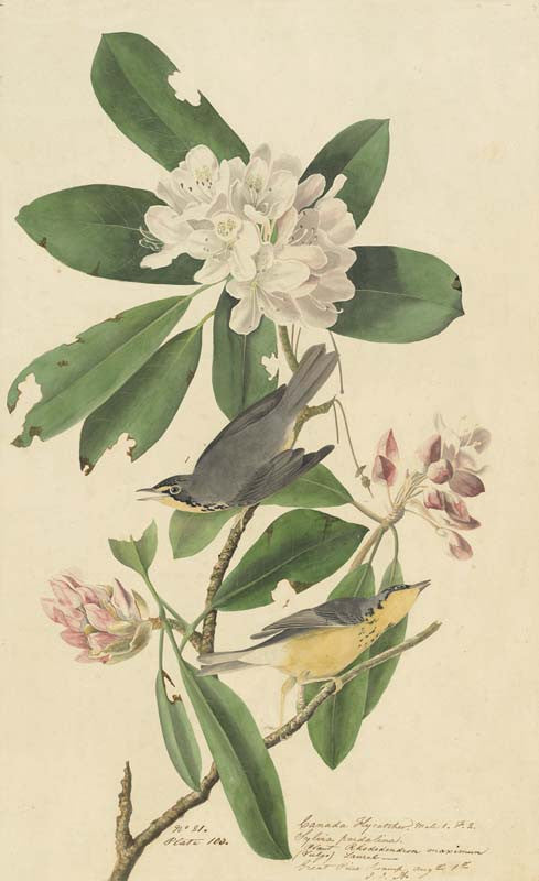 Canada Warbler, Havell pl. 103