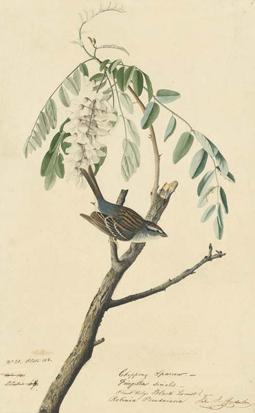 Chipping Sparrow, Havell pl. 104