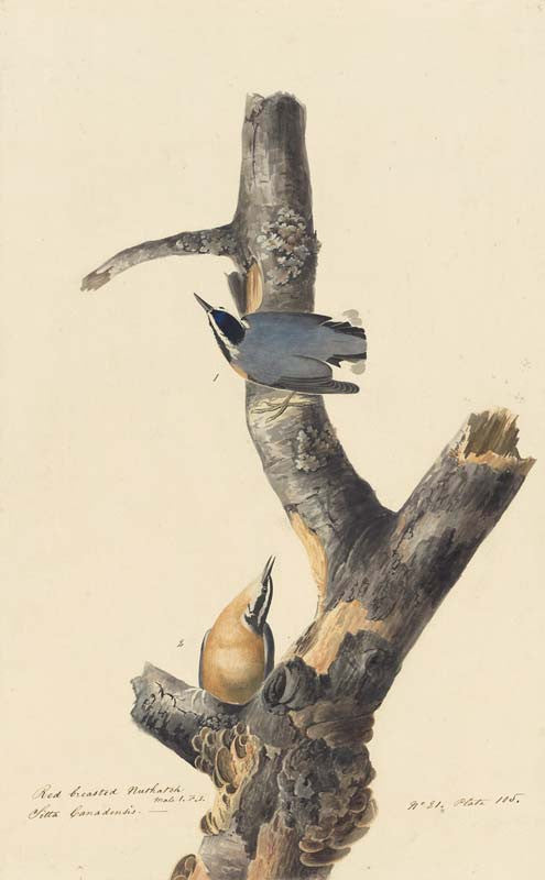 Red-breasted Nuthatch, Havell pl. 105