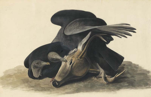 Black Vulture, Havell pl. 106