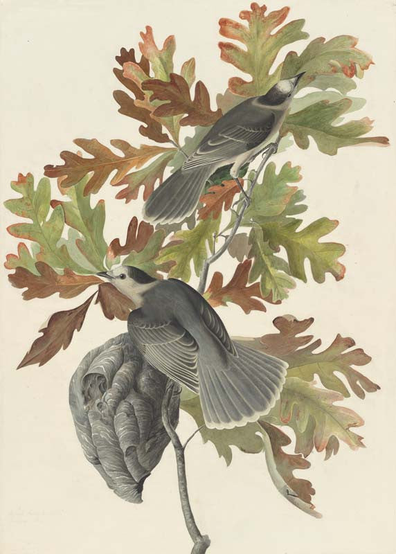 Gray Jay, Havell pl. 107