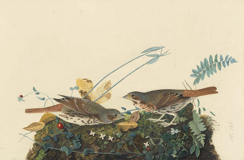 Fox Sparrow, Havell pl. 108