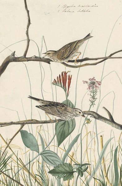Savannah Sparrow, Havell pl. 109