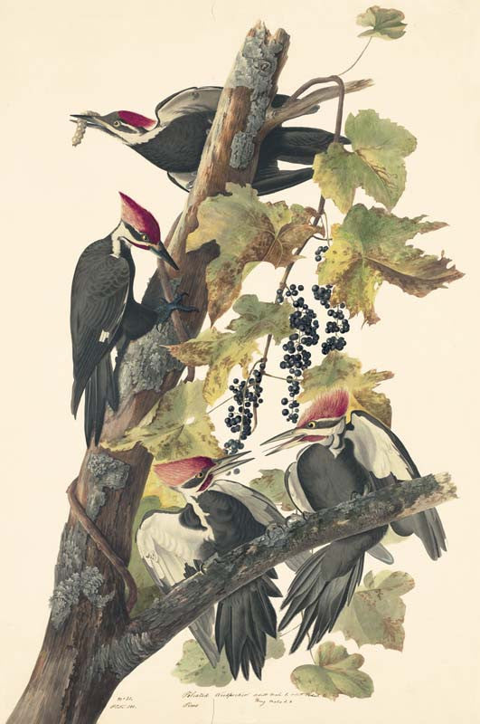 Pileated Woodpecker, Havell pl. 111