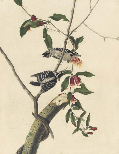 Downy Woodpecker, Havell pl. 112