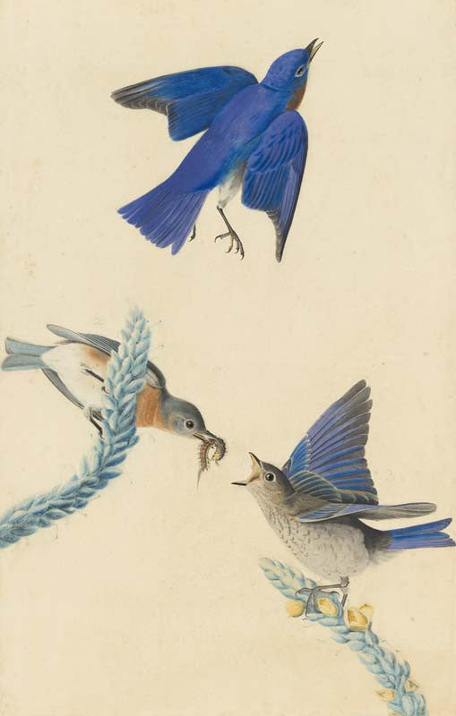 Eastern Bluebird, Havell pl. 113