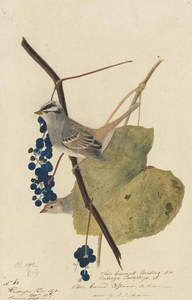 White-crowned Sparrow, Havell pl. 114