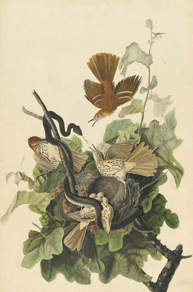 Brown Thrasher, Havell pl. 116