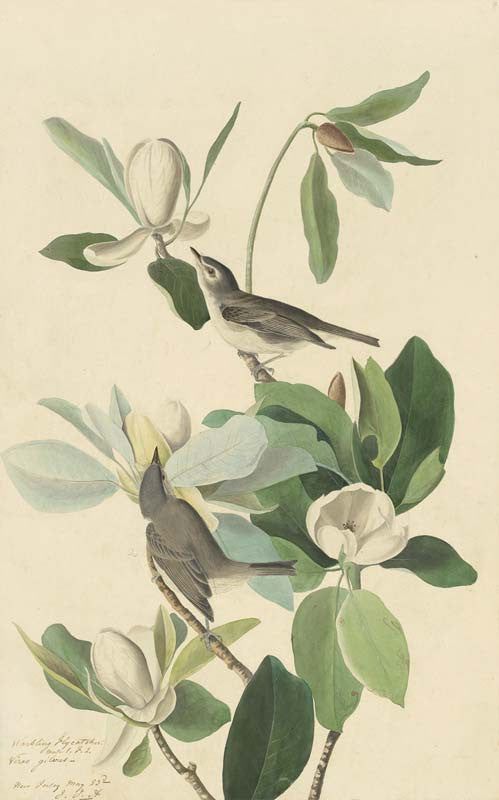 Warbling Vireo, Havell pl. 118
