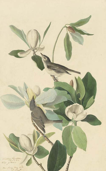 Warbling Vireo, Havell pl. 118