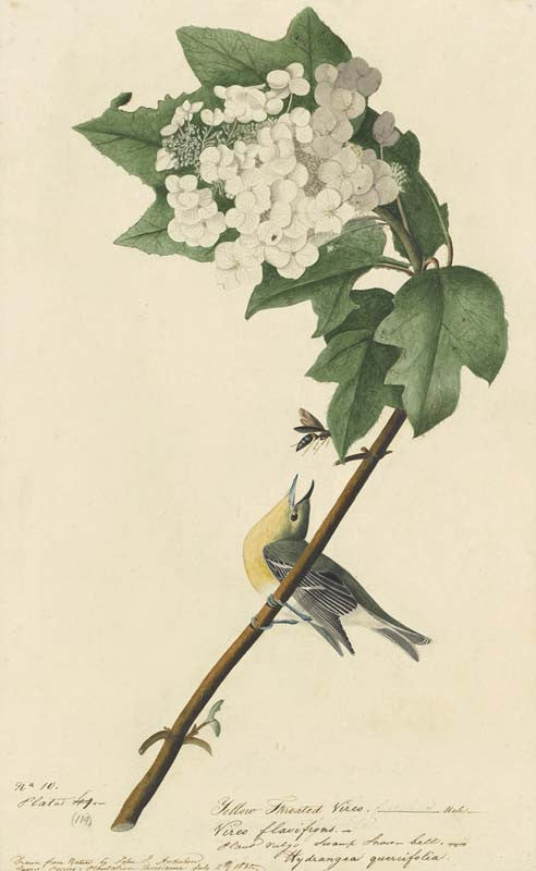 Yellow-throated Vireo, Havell pl. 119
