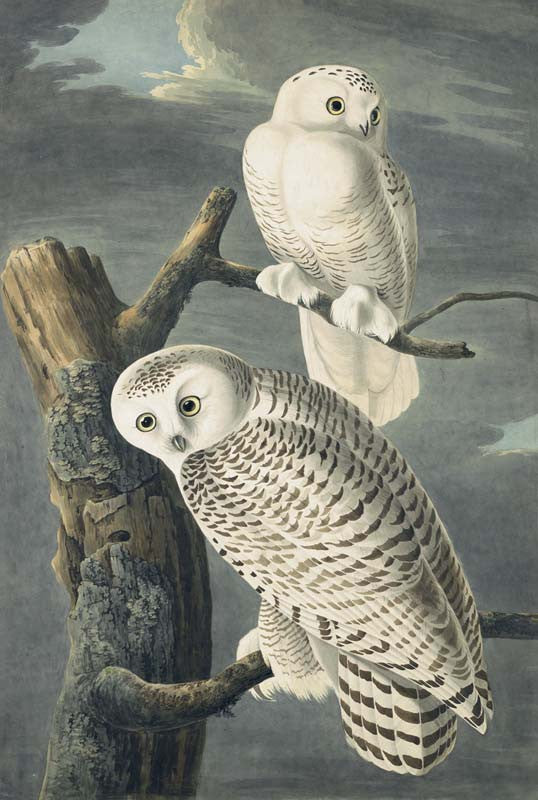 Snowy Owl, Havell pl. 121