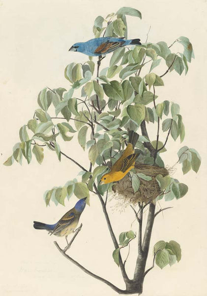 Blue Grosbeak, Havell pl. 122