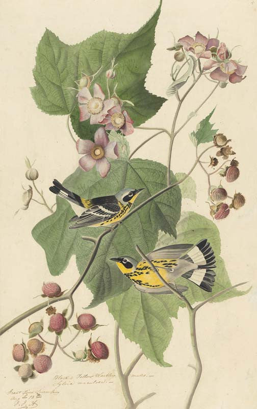 Magnolia Warbler, Havell pl. 123