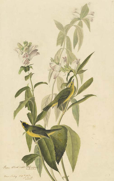 Wilson's Warbler, Havell pl. 124