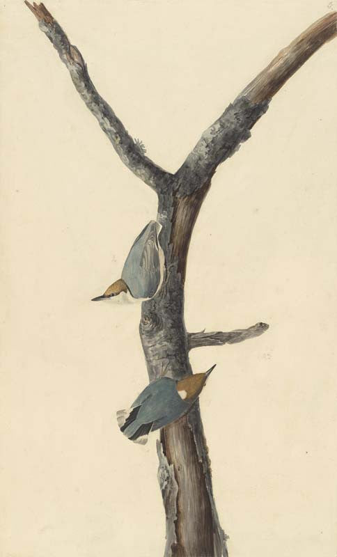 Brown-headed Nuthatch, Havell pl. 125