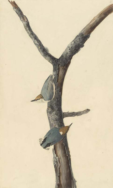 Brown-headed Nuthatch, Havell pl. 125