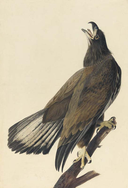 Bald Eagle, Havell pl. 126