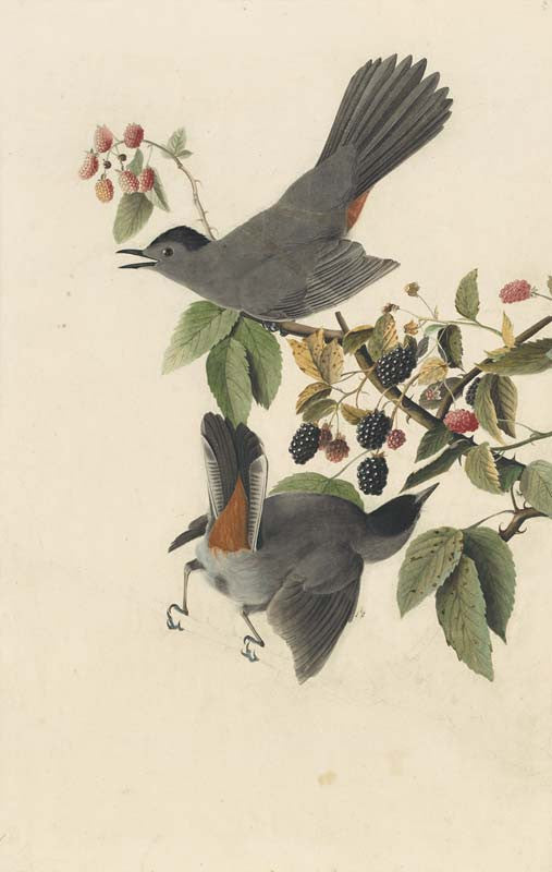 Gray Catbird, Havell pl. 128