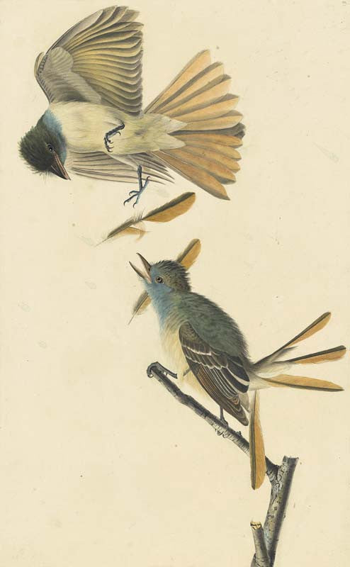 Great Crested Flycatcher, Havell pl. 129
