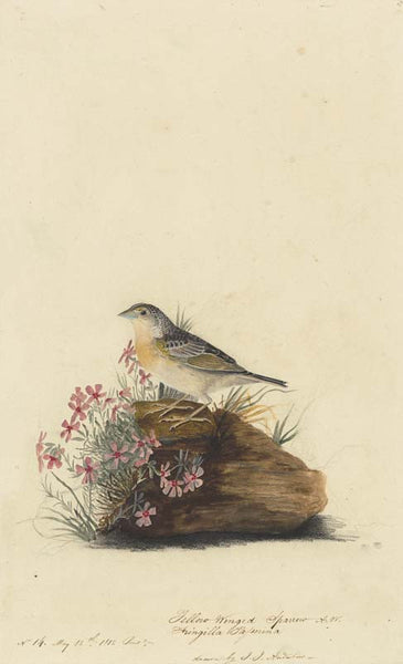Grasshopper Sparrow, Havell pl. 130