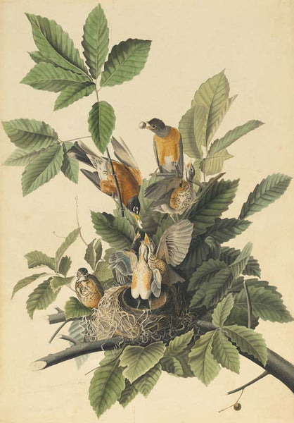 American Robin, Havell pl. 131