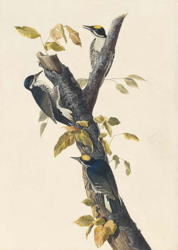 Black-backed Woodpecker, Havell pl. 132