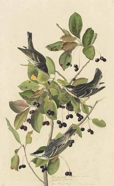 Blackpoll Warbler, Havell pl. 133